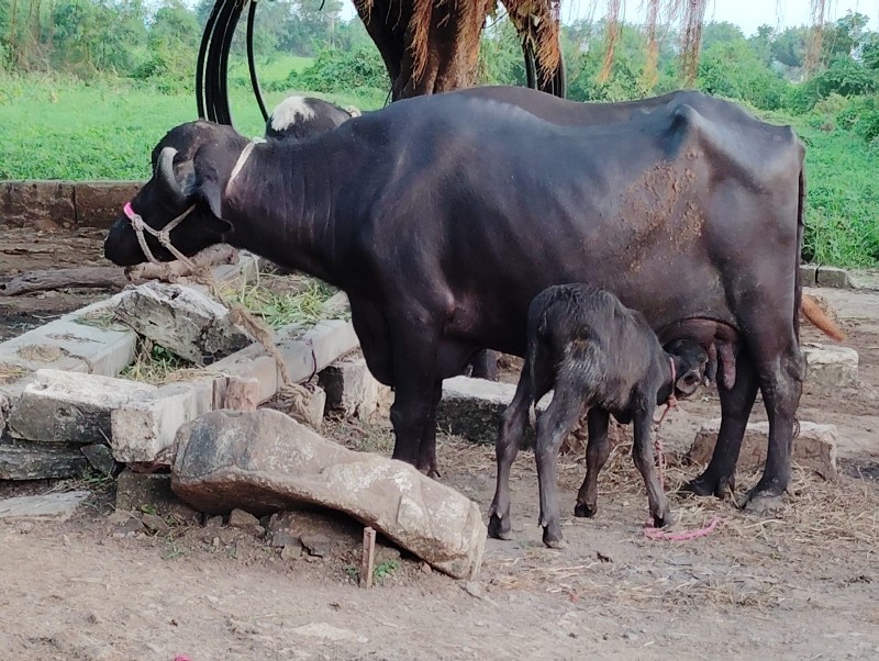 ભેંસ વેચવાની છે