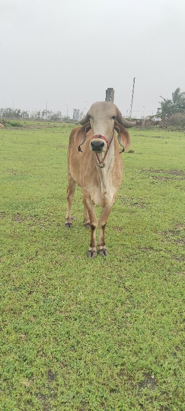 વેસવા ની છે