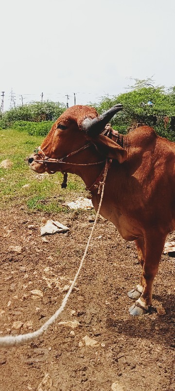 બરદગોઢલા