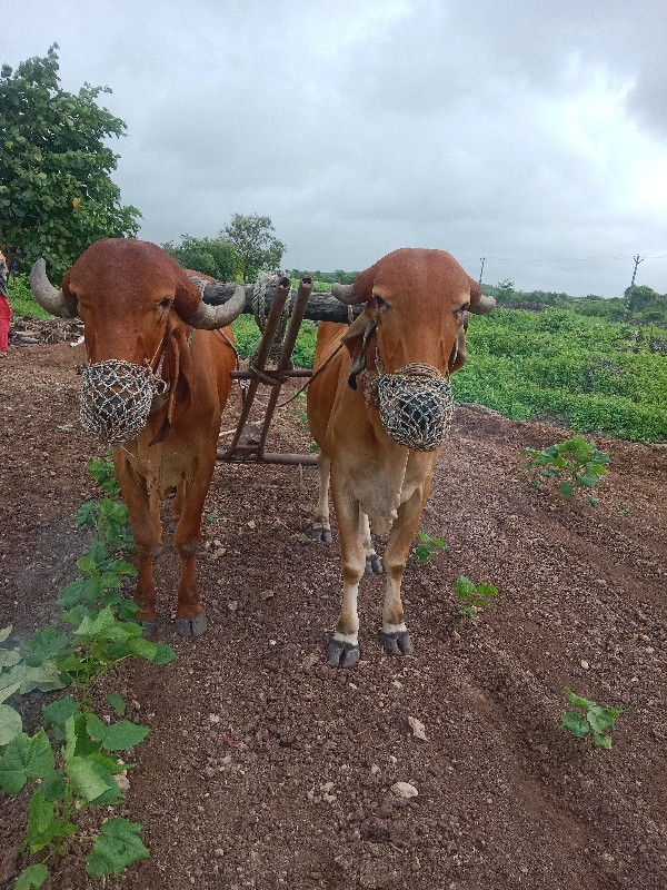 ગોઢલા