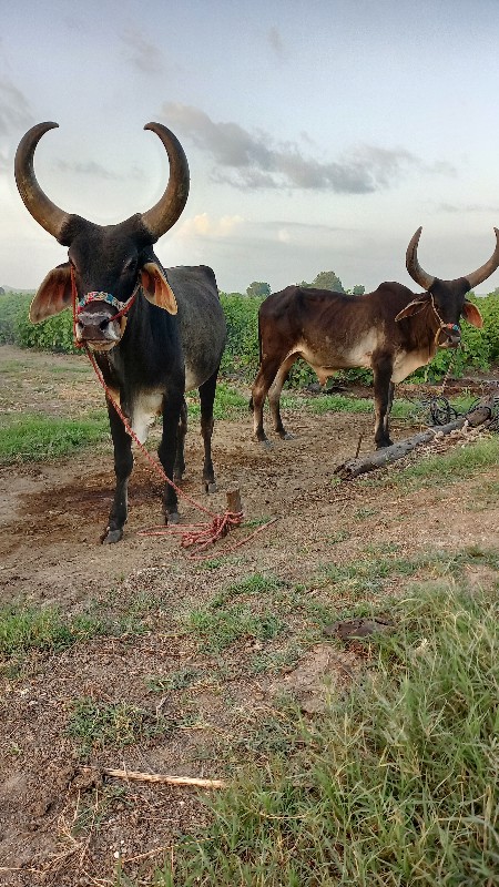 godala vachava...