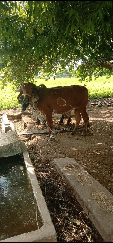 પેલું વેતર હોડક...