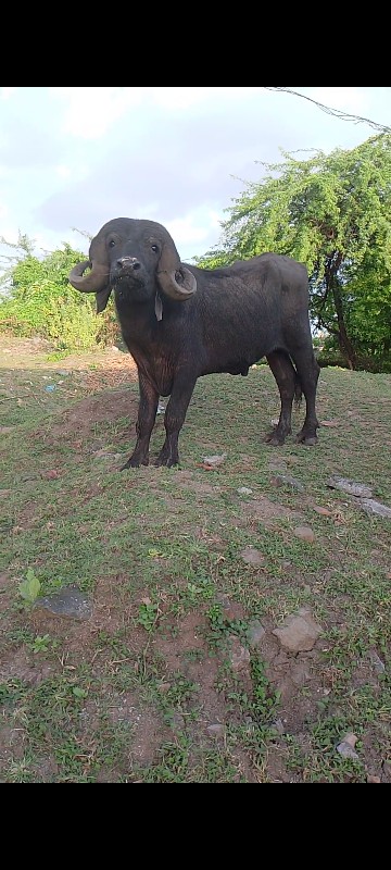 પાડો વેચવાનો છે