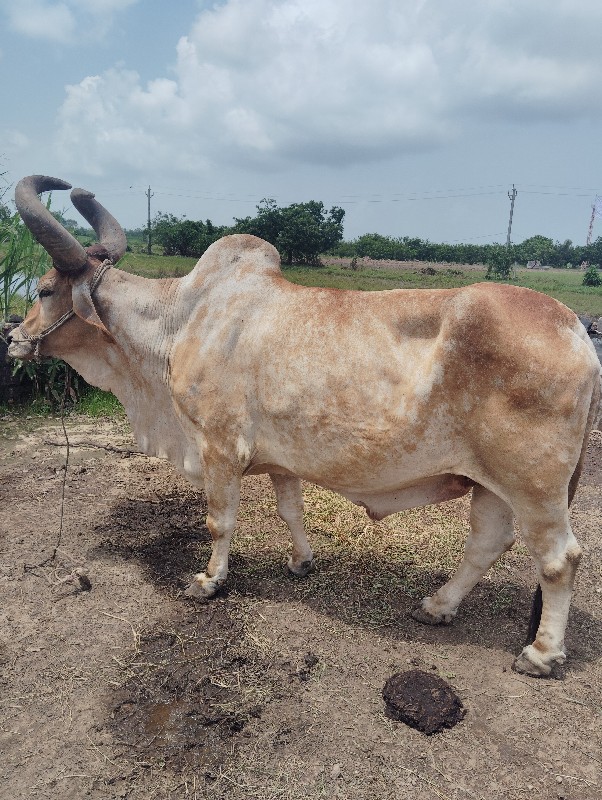 બળદ વેચવાનો છે