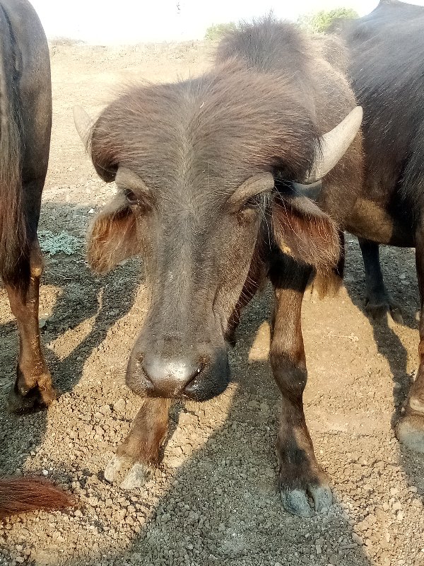 પાડો વૅચવાનો છૅ...