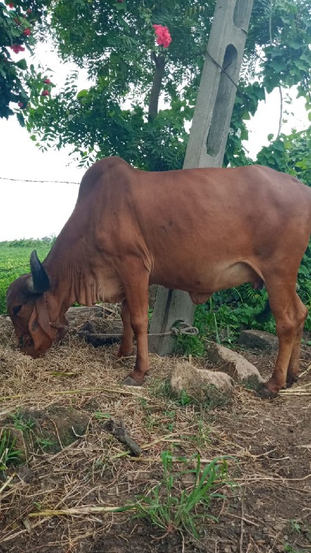 ગાય વેચવાની છે