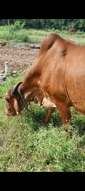 લાલ  ગાય  વેચવા...