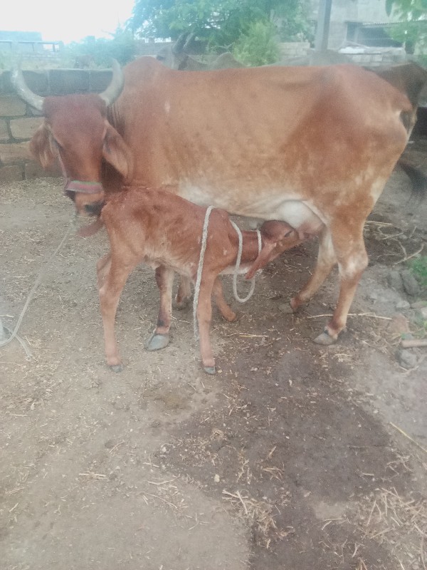 પેલું વેતર હોડક...