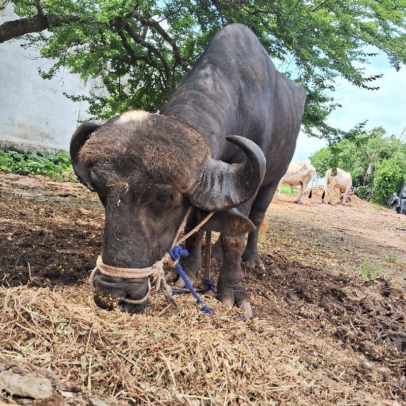 પાડો