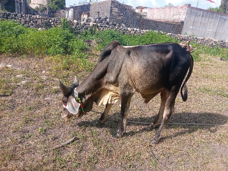 વાછરડા વેચવા ના...