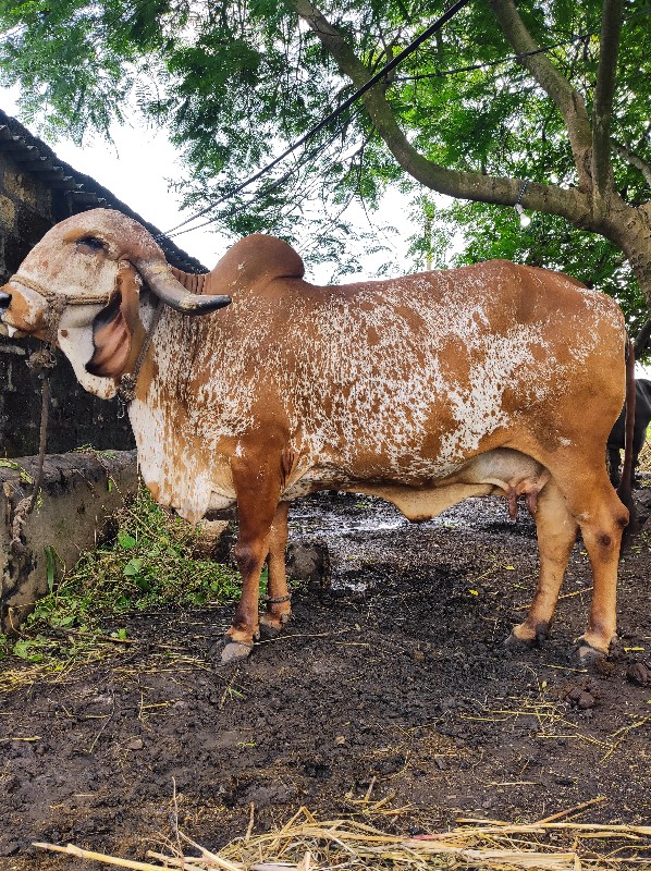 ગીર ગાય