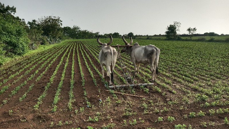 બળદ