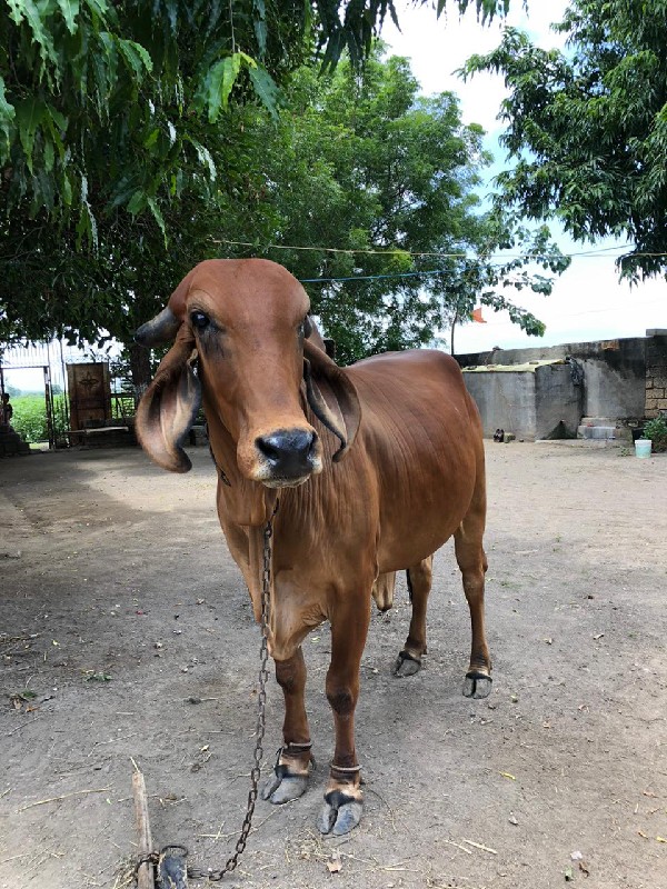 ગાય વેચવાની છે