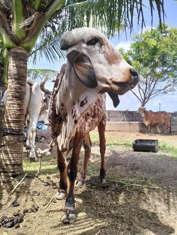 ગીર ખુટ વેચવાનો...