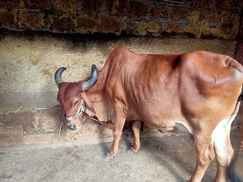 ગાય વેચવાની છે