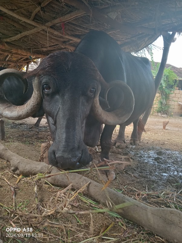 નવ મહીના થયા