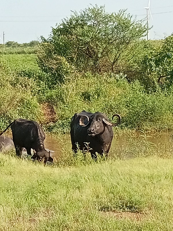 સાવ સોજી