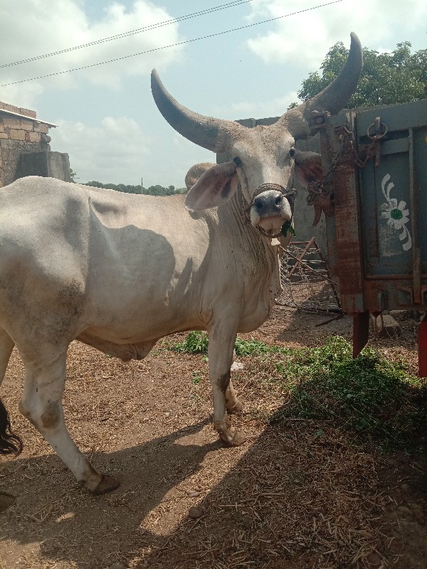 બળદ વેચવાનો છે