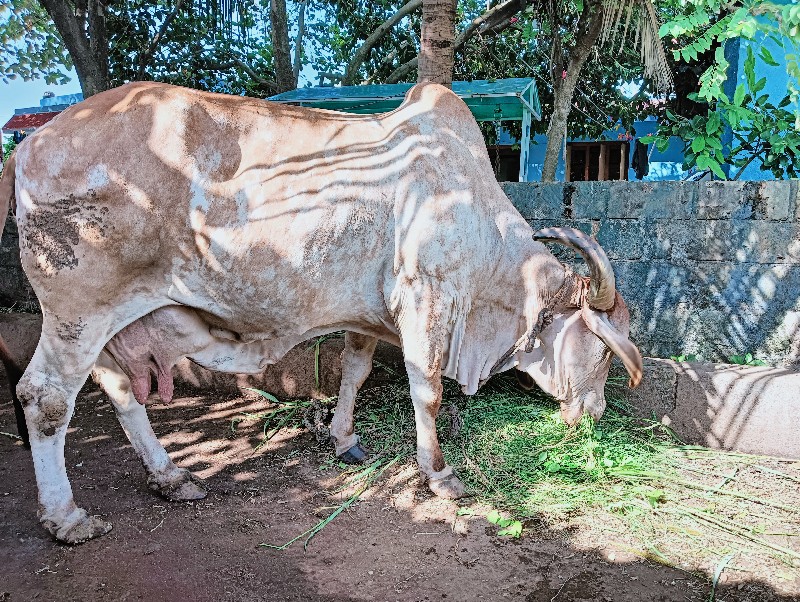 ગાય અને વાંસળી...