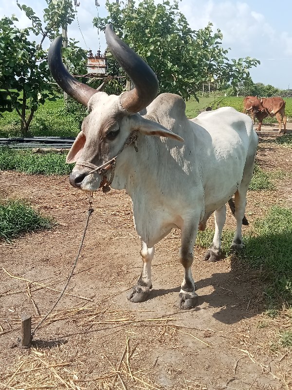 બળદ વેચવાના છે