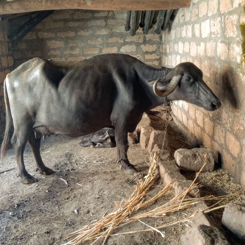 ભેંશ વેશવાની છે