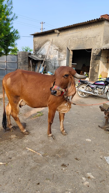 ગાય વેસવાની છે