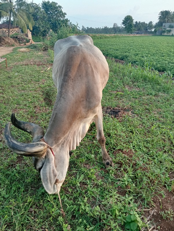 કચ્છના ચંદ્રસિં...