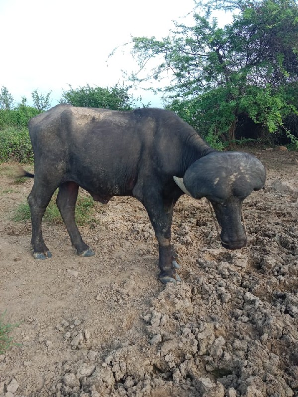 પાડો