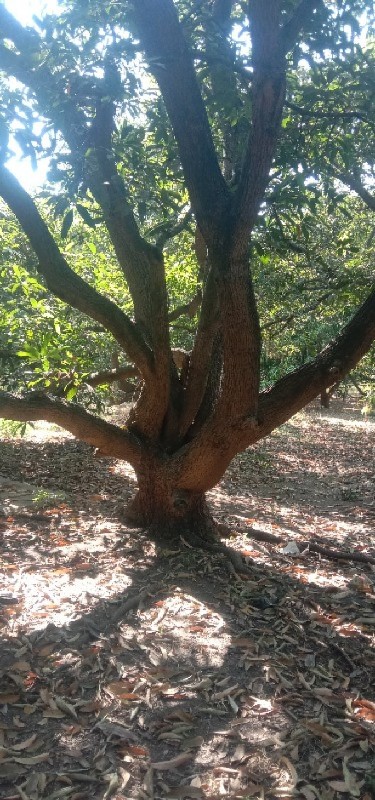 લાકડા આપવા માટે