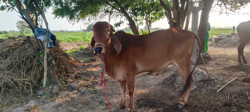 હોળકી વેચવાની છ...