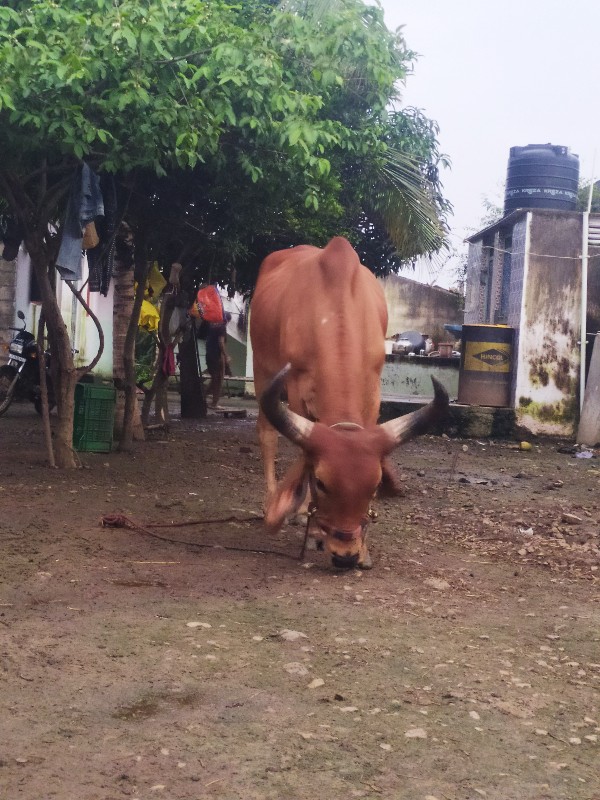 બળદ વેચવાનો છે