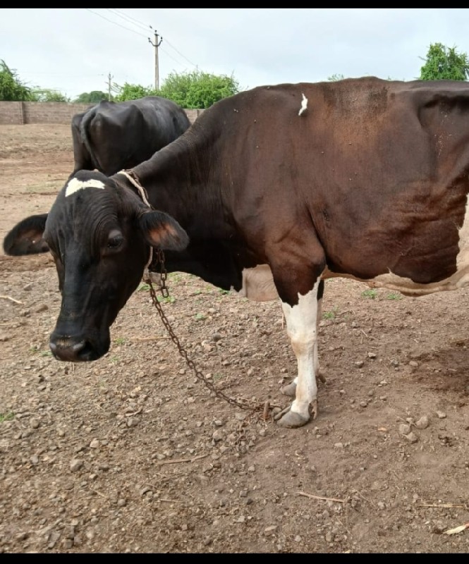 જસી‌ ગાય વેચવાન...