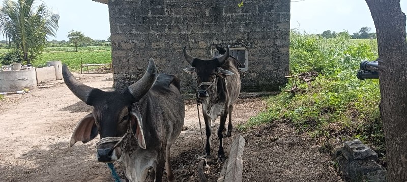 વધિયારા ગોઢલા વ...