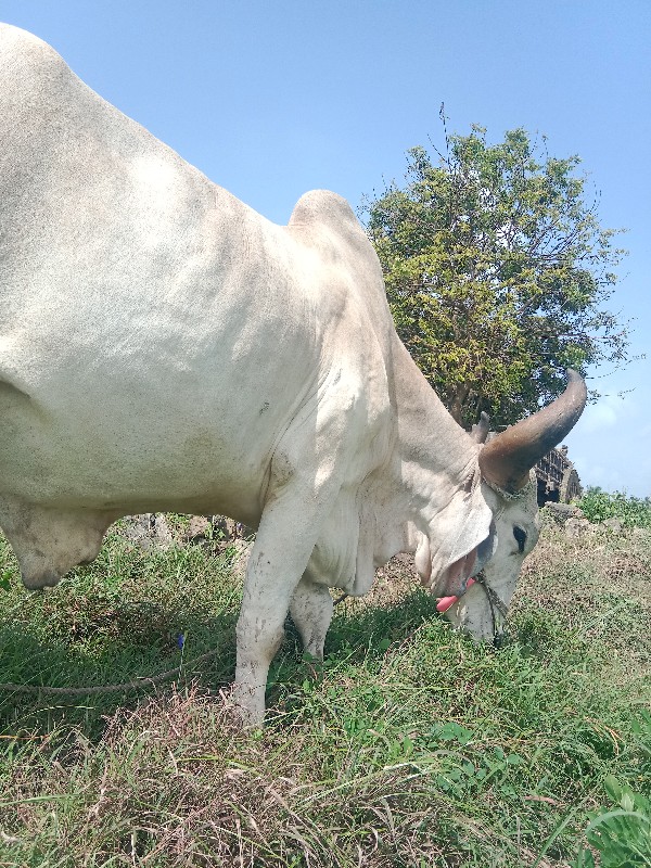 બળદ વેચવાના છે