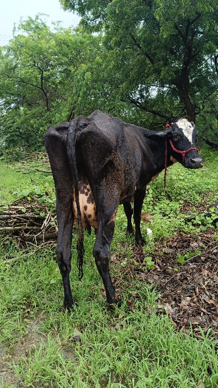 HF ક્રોસ