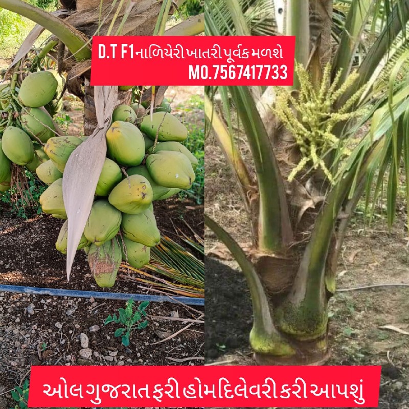 ઓલ ગુજરાત ફરી હ...