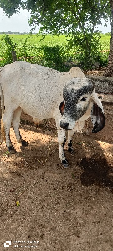 ખુટ વેચવાનો છે