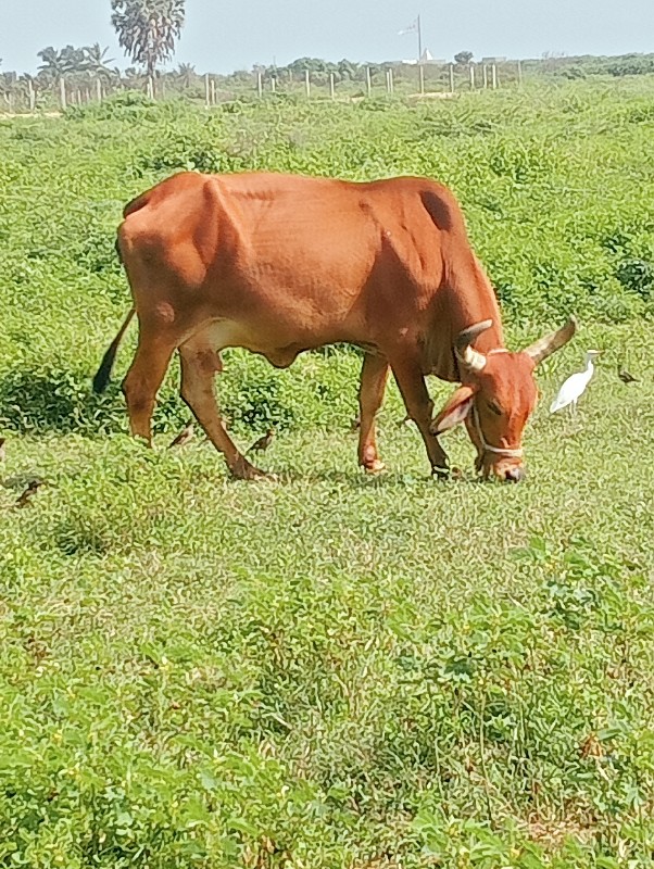 4 વેતર......માર...