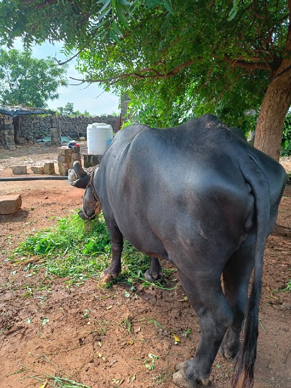 પેલું વેતર