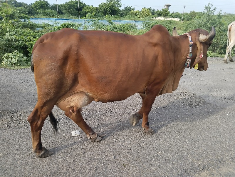 ગીર ગાયું વેચવા...