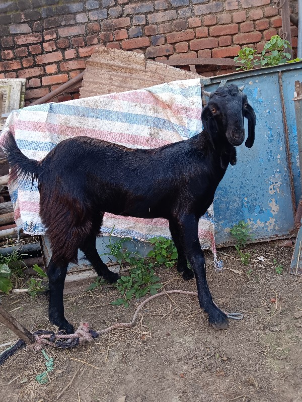 bakri