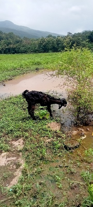 બકરો વેચવાનું છ...