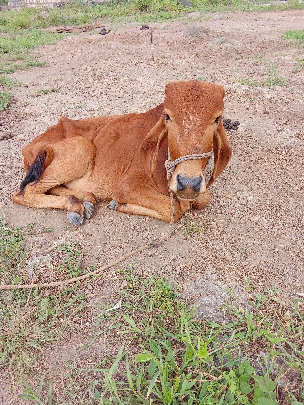 વાછળી વેચવાની છ...