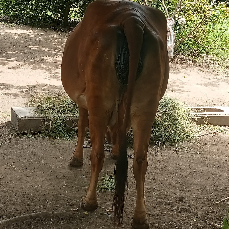 ગીર ગાય