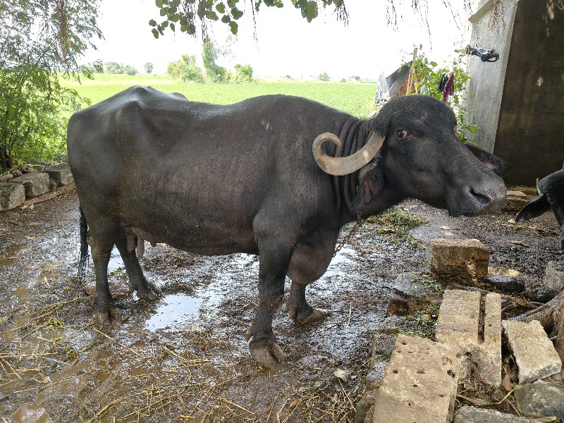 3 વેતર ની ભેંસ...