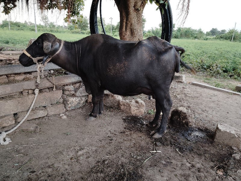 વિગત વાસી ને ફો...