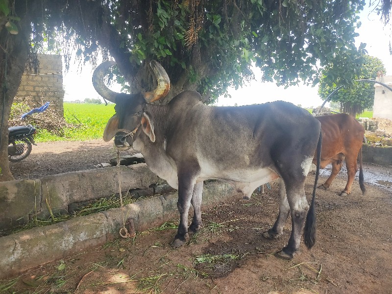 બળદ વેશવાનો છે