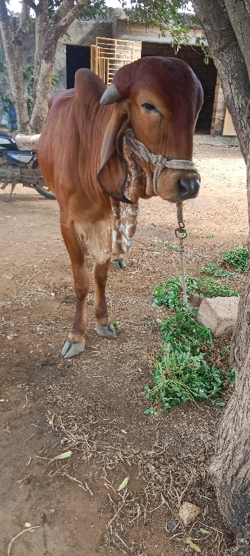 હોડકી વેચવાનીછે