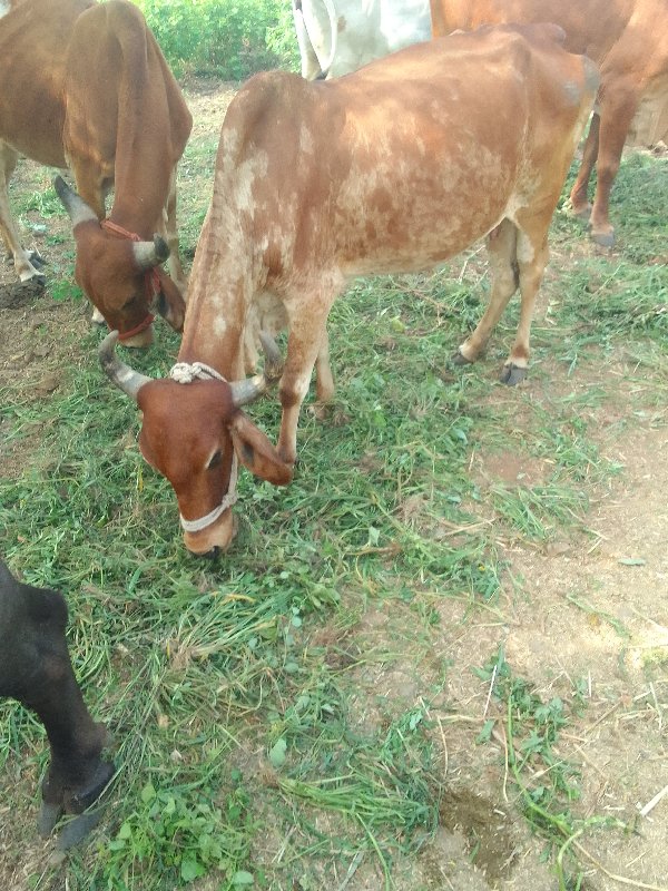 ગાય વેસવાનીસે વ...