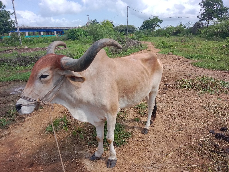 બળદ વેચવાના છે.